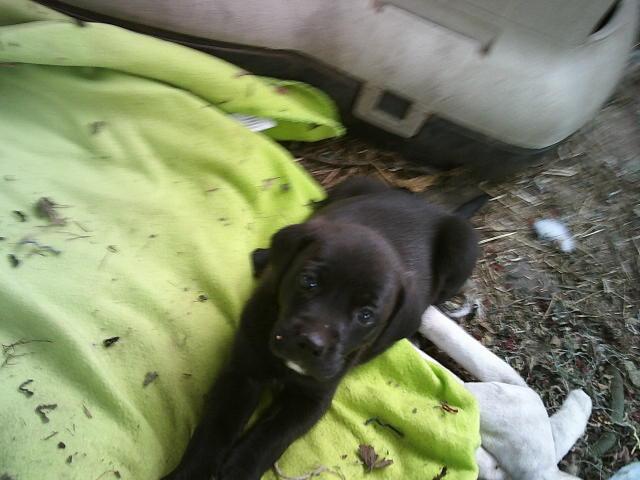 GLITTERS PUPS, a Adoptable mixed breed in Kellyville, OK image 5/6
