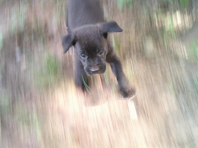 GLITTERS PUPS, a Adoptable mixed breed in Kellyville, OK image 6/6