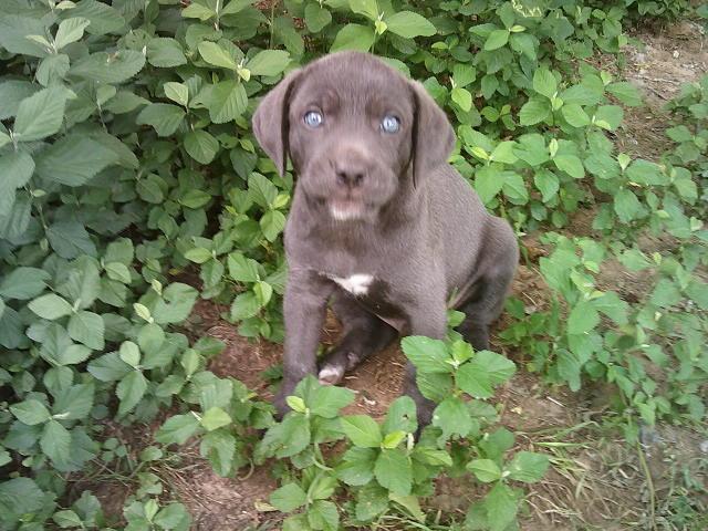 GLITTERS PUPS, a Adoptable mixed breed in Kellyville, OK image 5/6