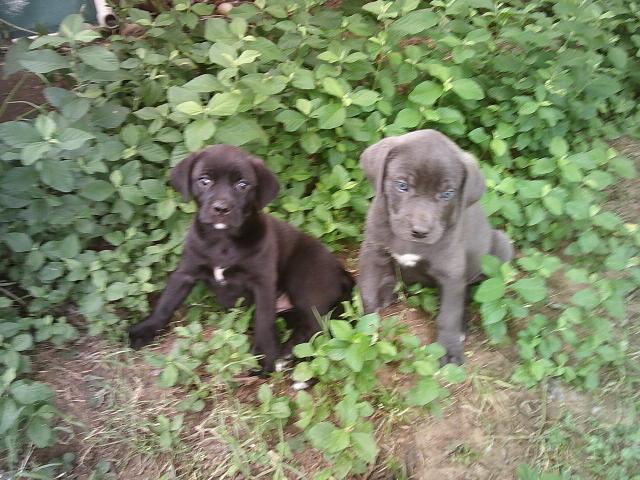 GLITTERS PUPS, a Adoptable mixed breed in Kellyville, OK image 6/6