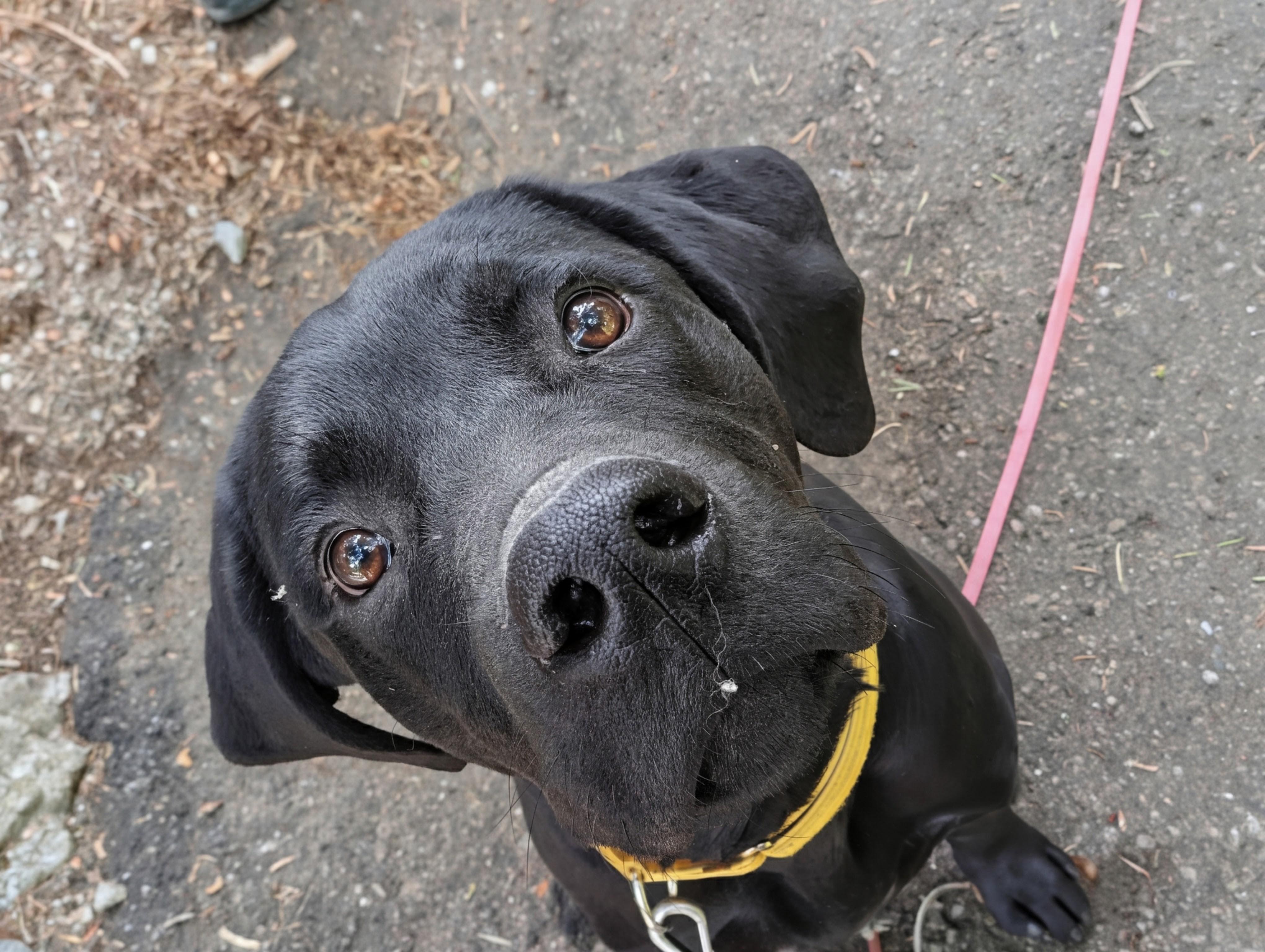 Enlarge Kona, a Adoptable mixed breed in Santaquin, UT image 4/6