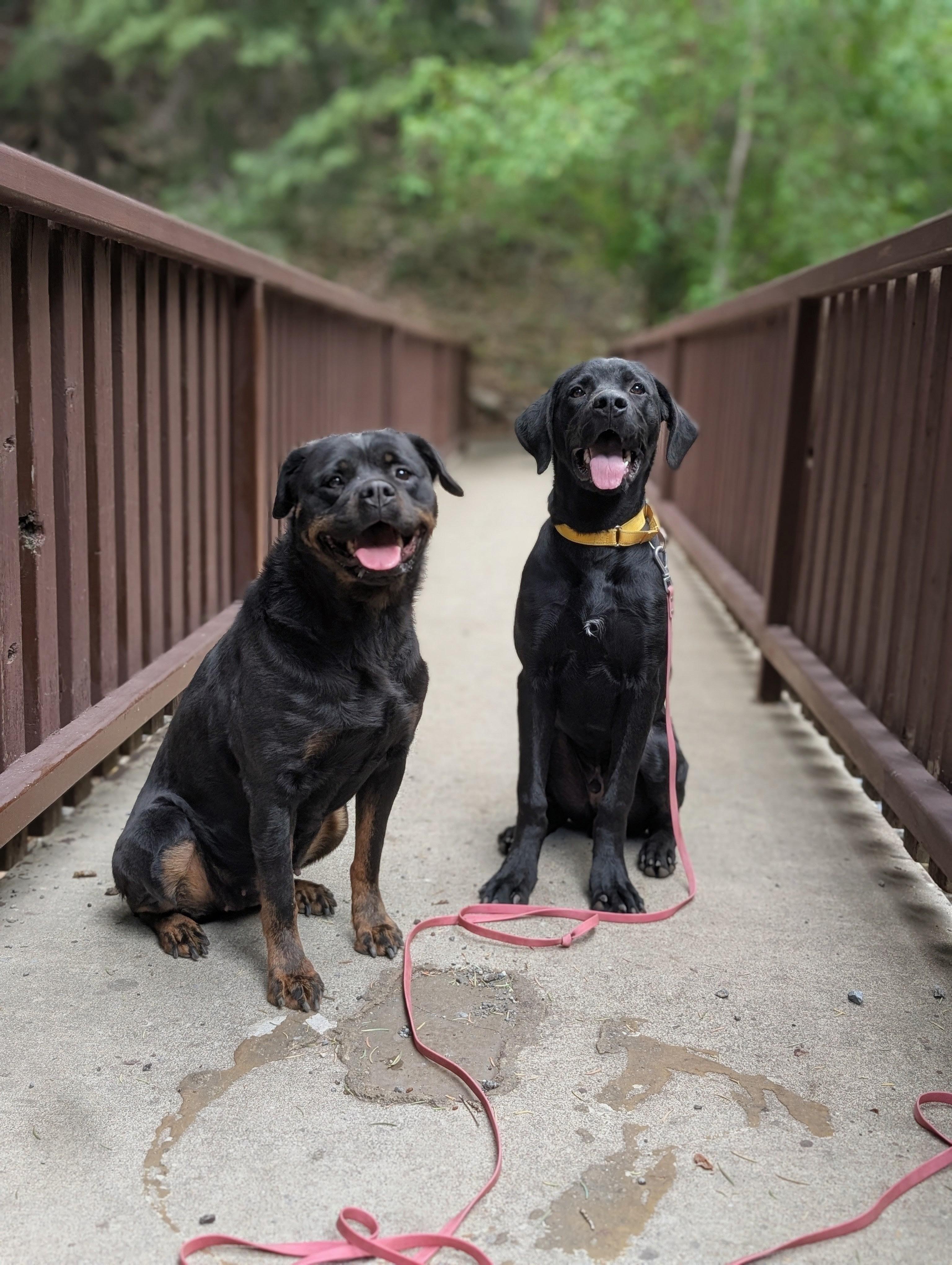 Enlarge Kona, a Adoptable mixed breed in Santaquin, UT image 3/6