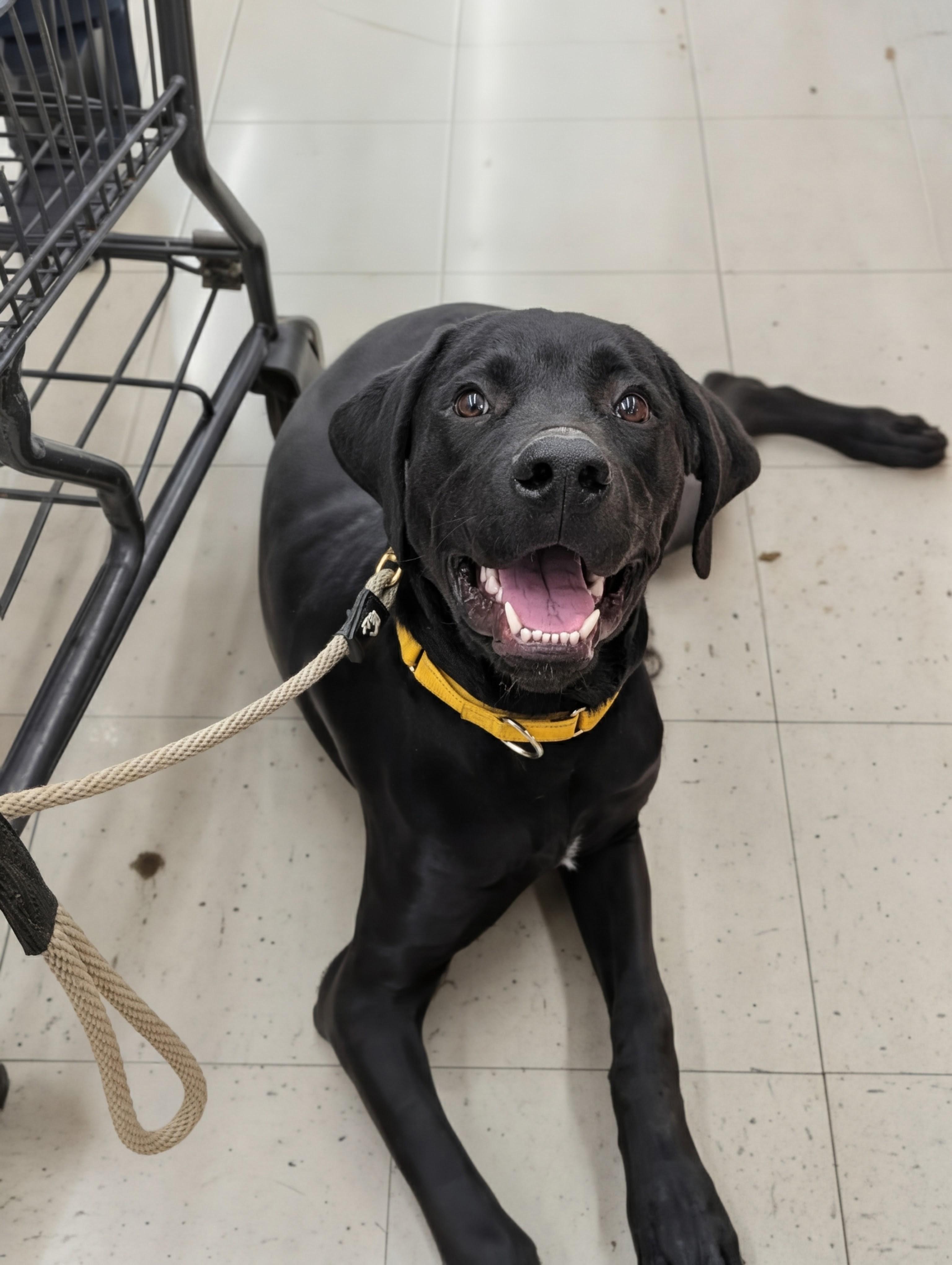 Enlarge Kona, a Adoptable mixed breed in Santaquin, UT image 1/6