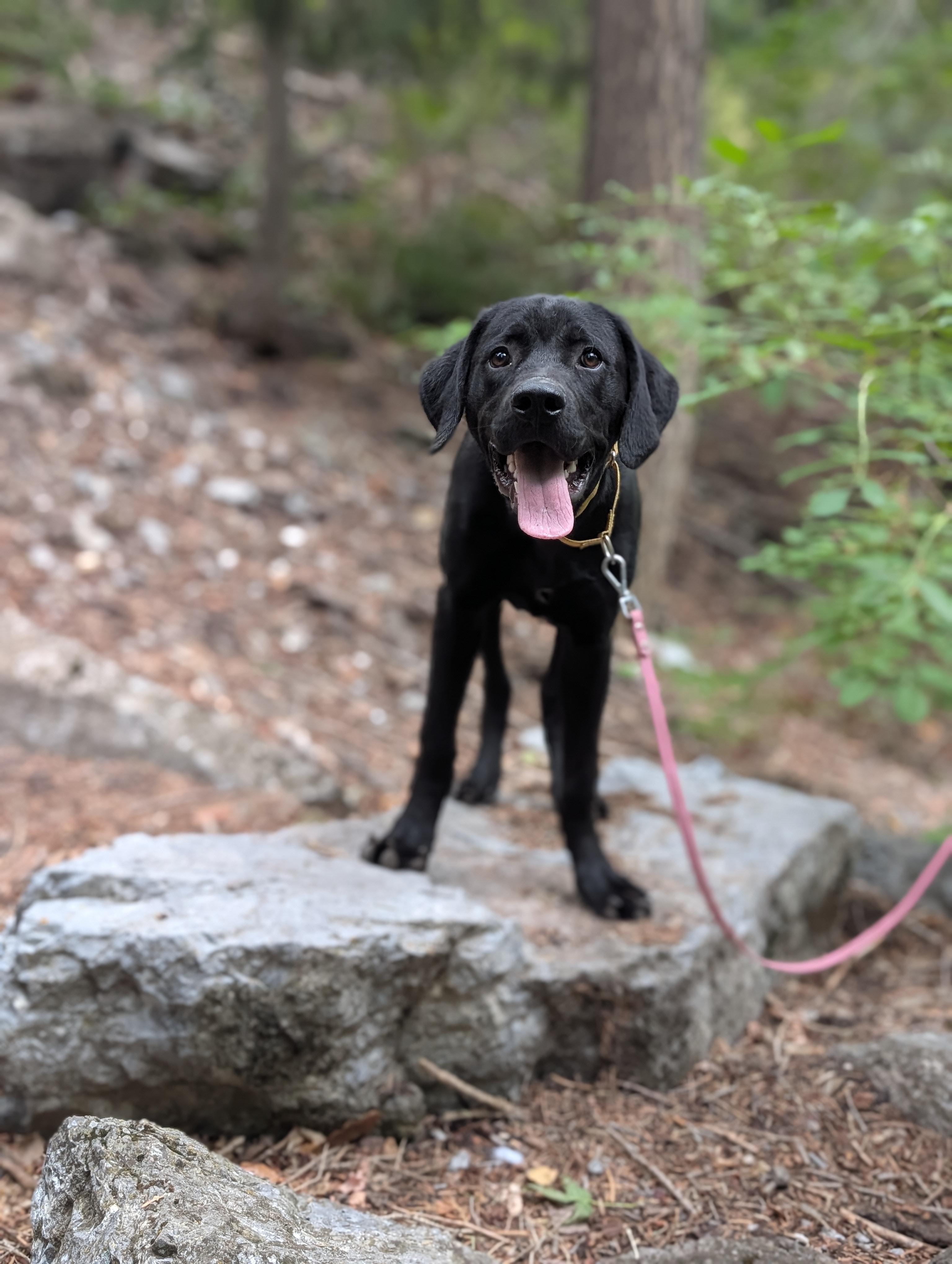 Enlarge Kona, a Adoptable mixed breed in Santaquin, UT image 5/6
