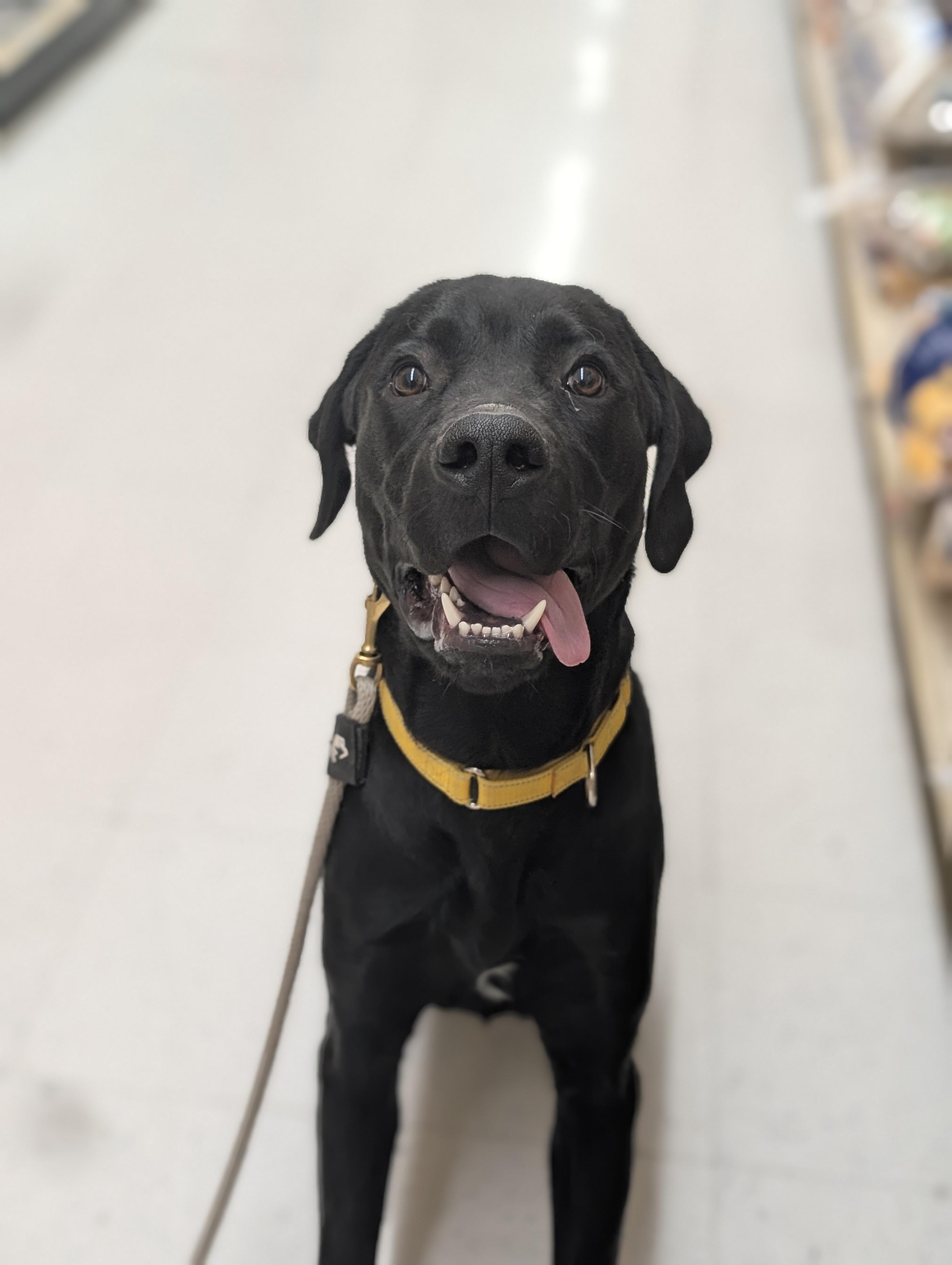 Enlarge Kona, a Adoptable mixed breed in Santaquin, UT image 2/6