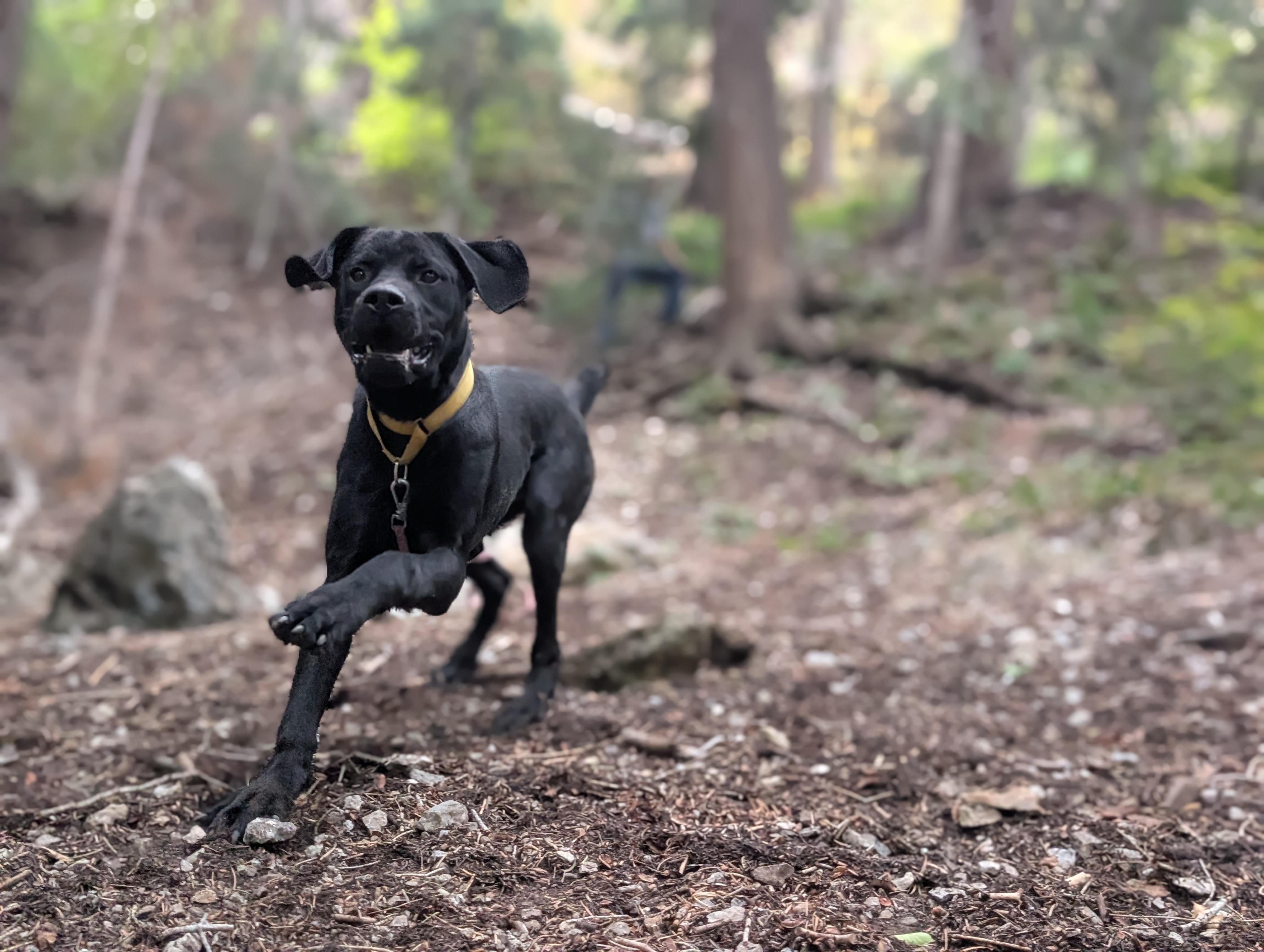 Enlarge Kona, a Adoptable mixed breed in Santaquin, UT image 6/6