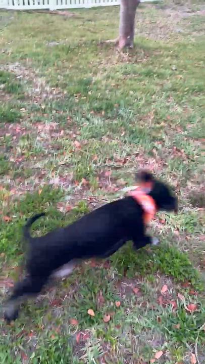 Enlarge Fernando, a ADOPTABLE mixed breed in Bradenton, FL video 2/5