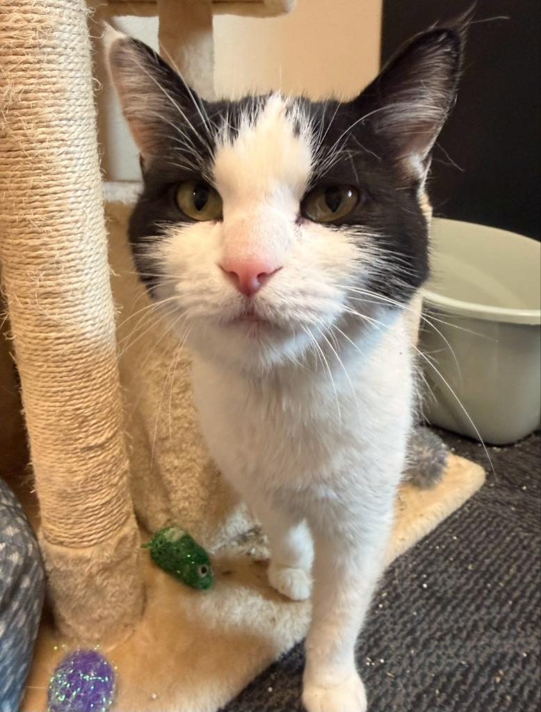 Candy, a Adoptable mixed breed in Ladysmith, WI image 1/3