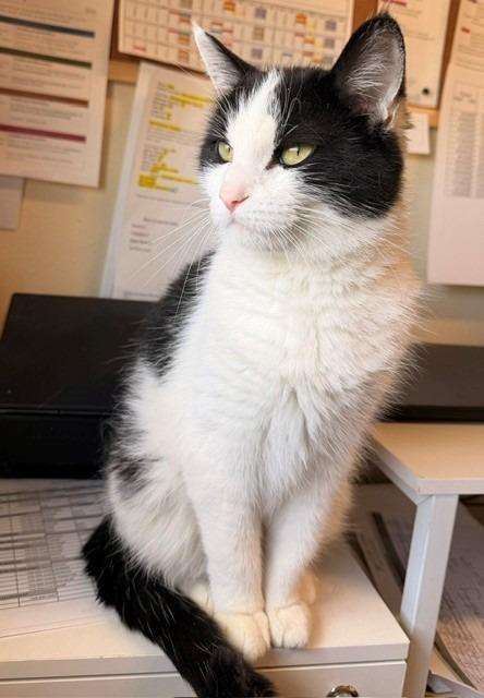 Candy, a Adoptable mixed breed in Ladysmith, WI image 2/3