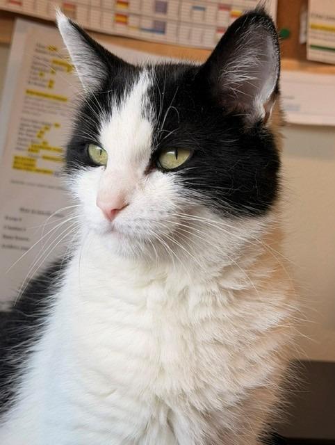 Candy, a Adoptable mixed breed in Ladysmith, WI image 3/3