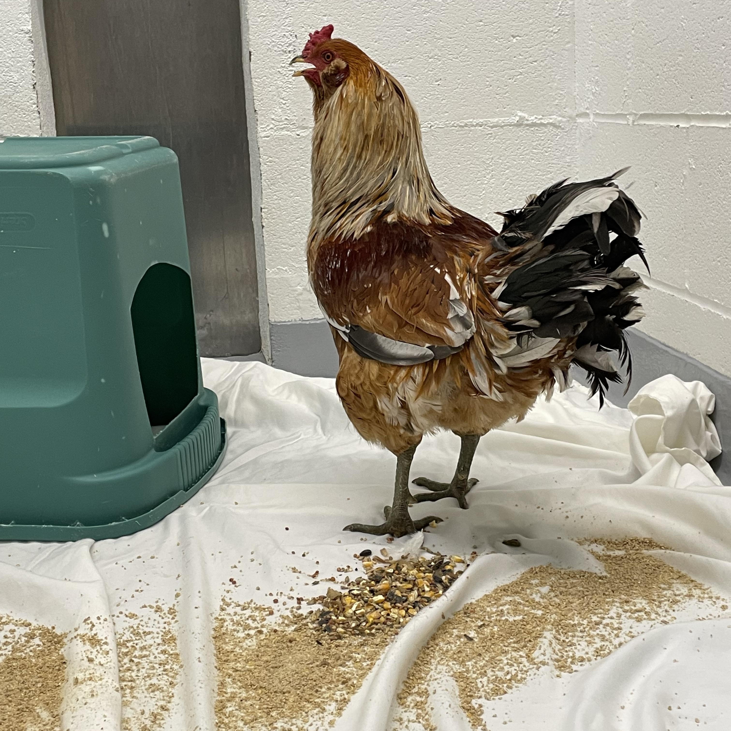 Enlarge Albert, a Adoptable Chicken in Westfield, MA image 1/1
