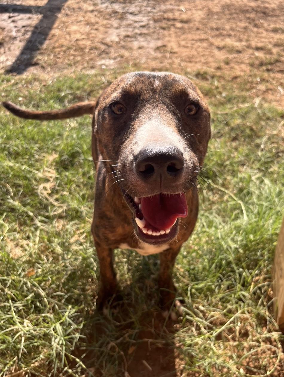 Enlarge Selena, a Adoptable mixed breed in Seguin, TX image 2/6