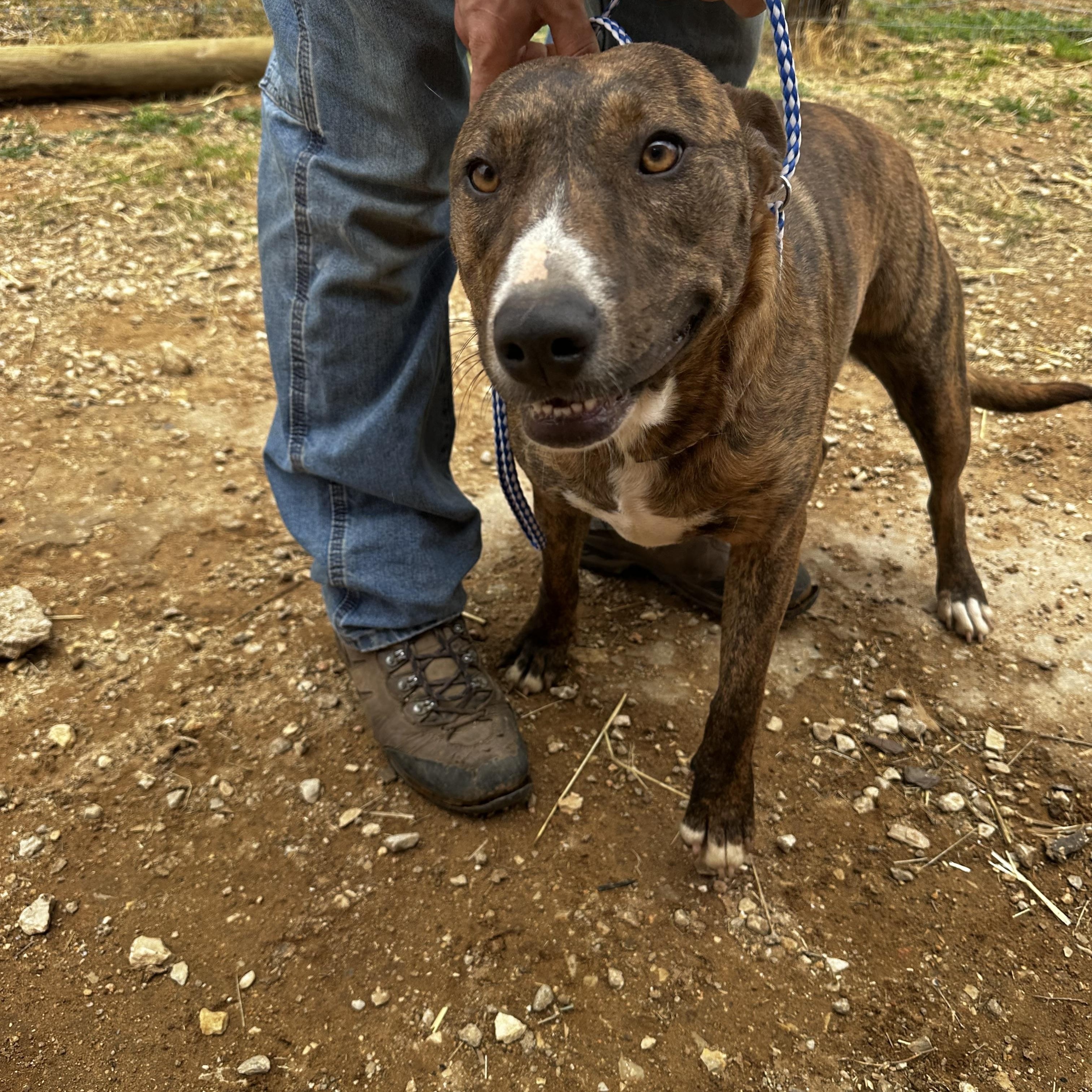 Selena, Adoptable, Young Female Pit Bull Terrier.