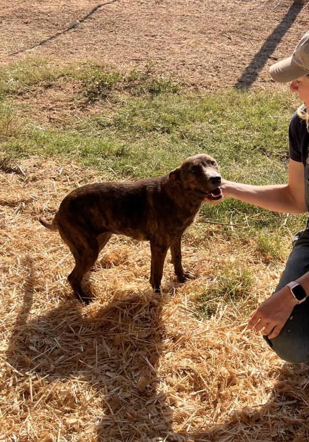 Enlarge Selena, a Adoptable mixed breed in Seguin, TX image 3/6