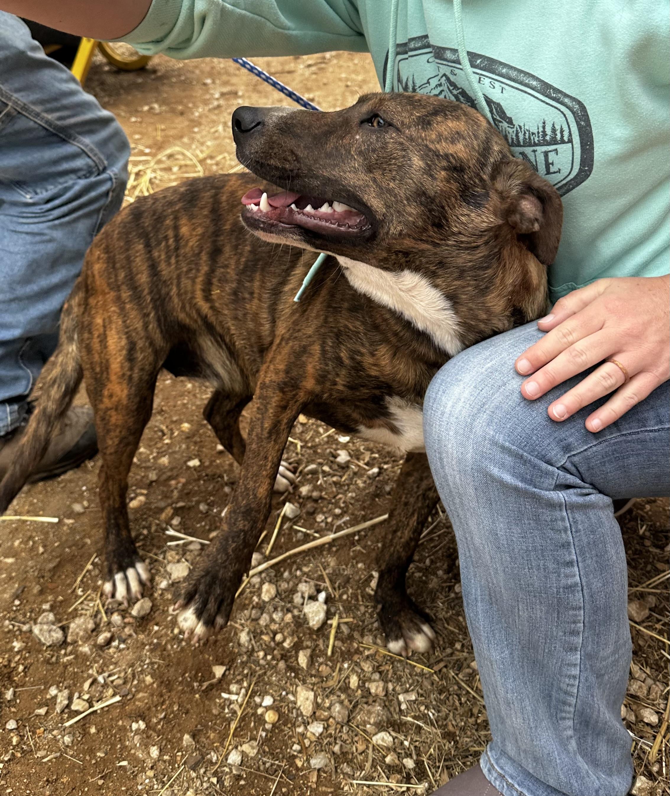 Enlarge Selena, a Adoptable mixed breed in Seguin, TX image 6/6