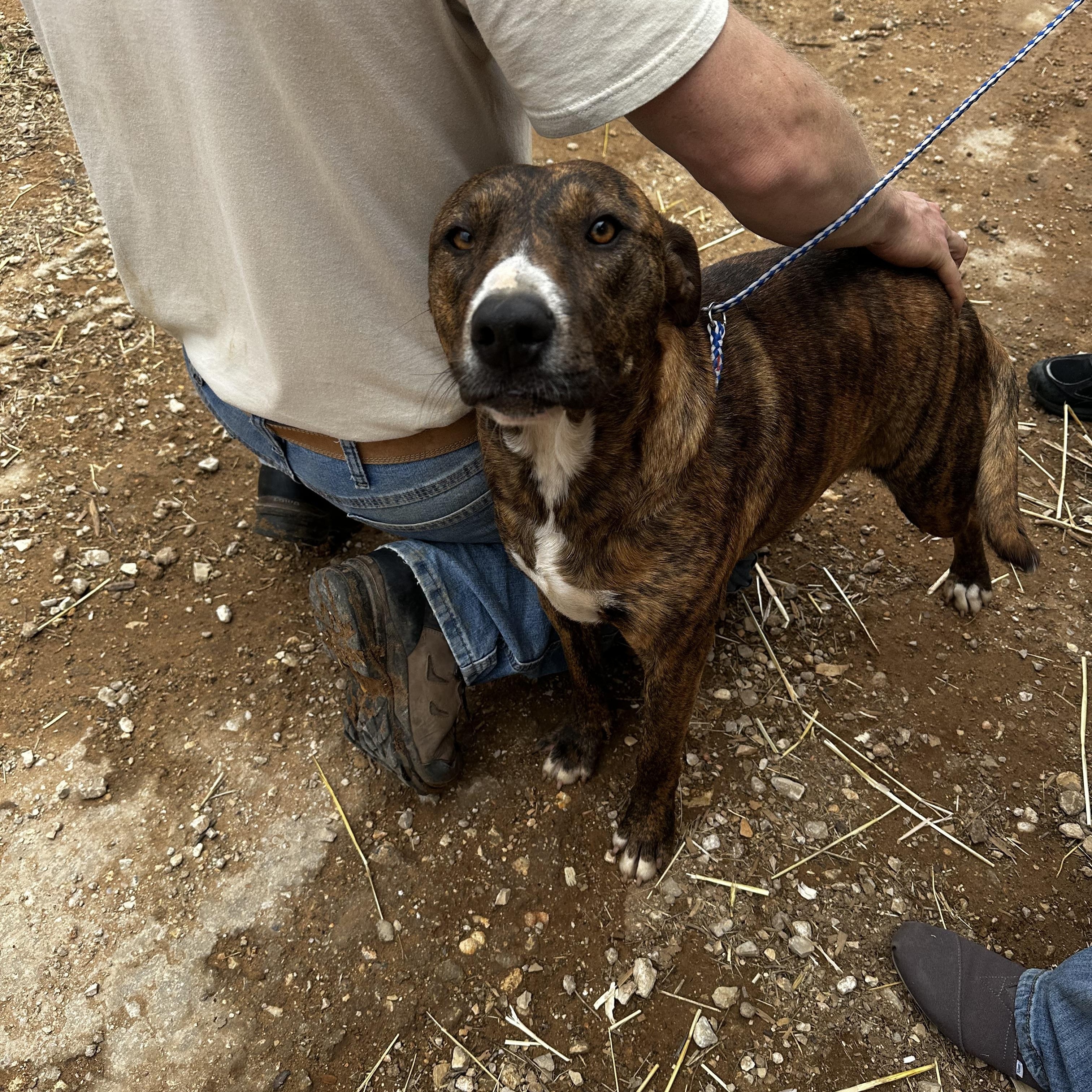 Enlarge Selena, a Adoptable mixed breed in Seguin, TX image 5/6