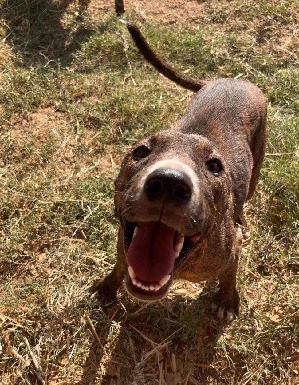 Enlarge Selena, a Adoptable mixed breed in Seguin, TX image 4/6