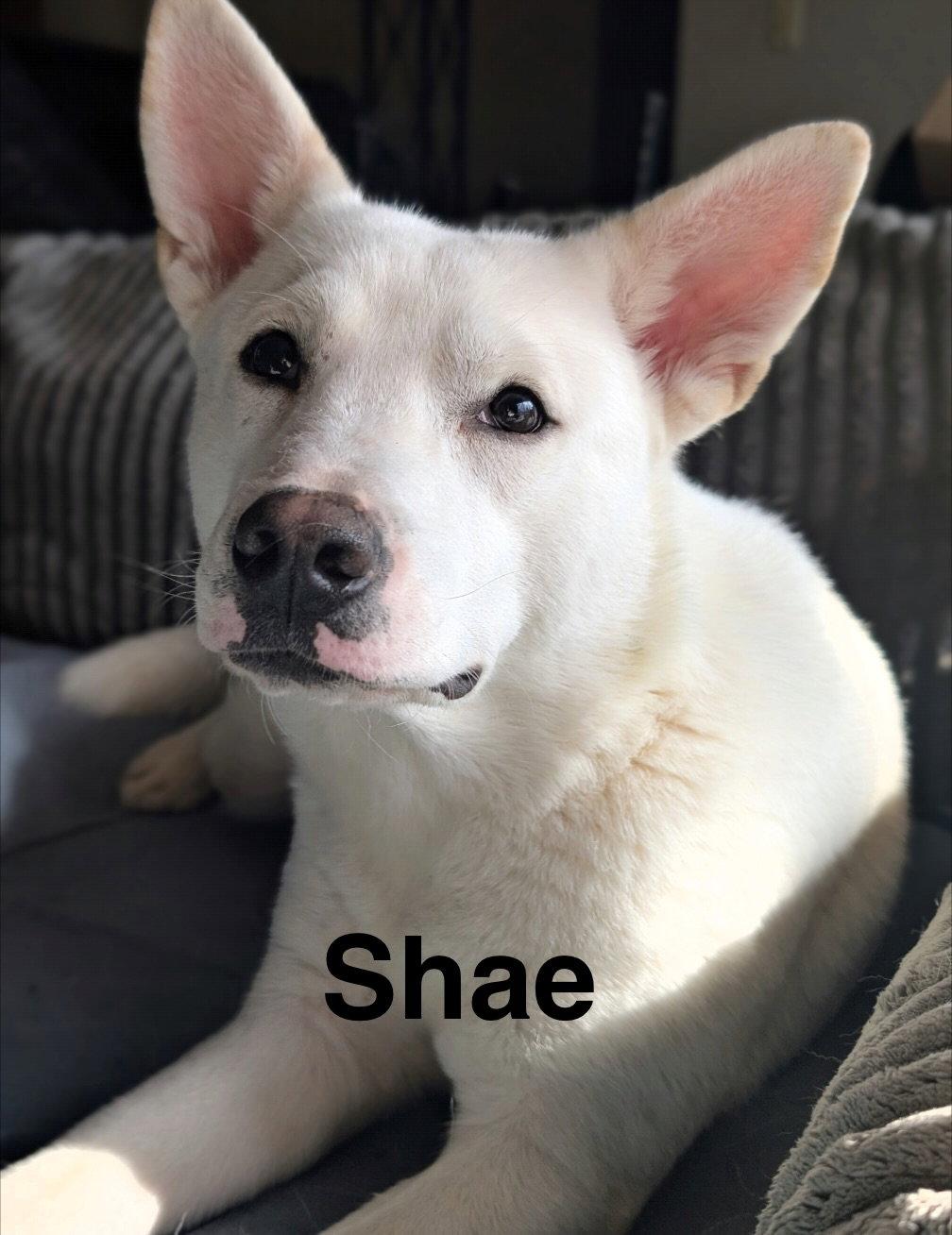 Enlarge Shae, a Adoptable mixed breed in Topeka, KS image 1/1