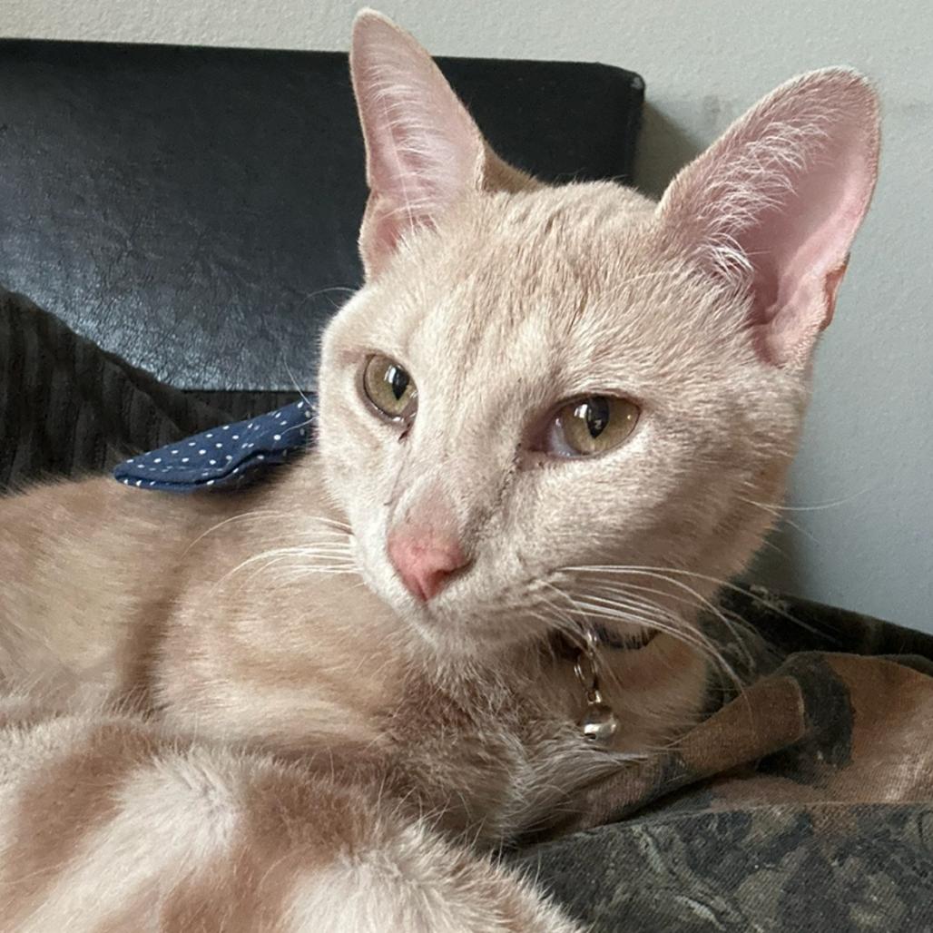 Leo, Adoptable, Young Male Domestic Short Hair.