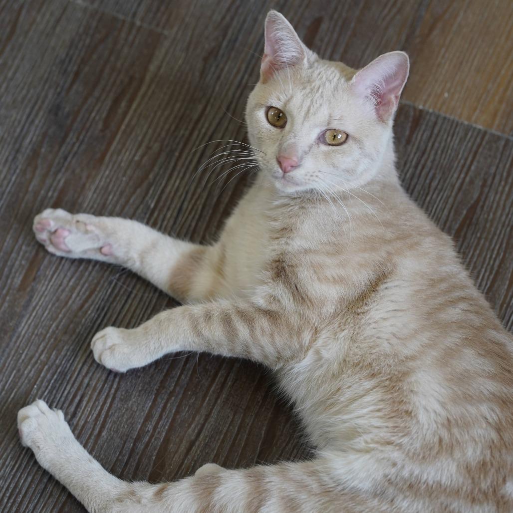 Enlarge Leo, a Adoptable Domestic Short Hair in Naperville, IL image 2/6