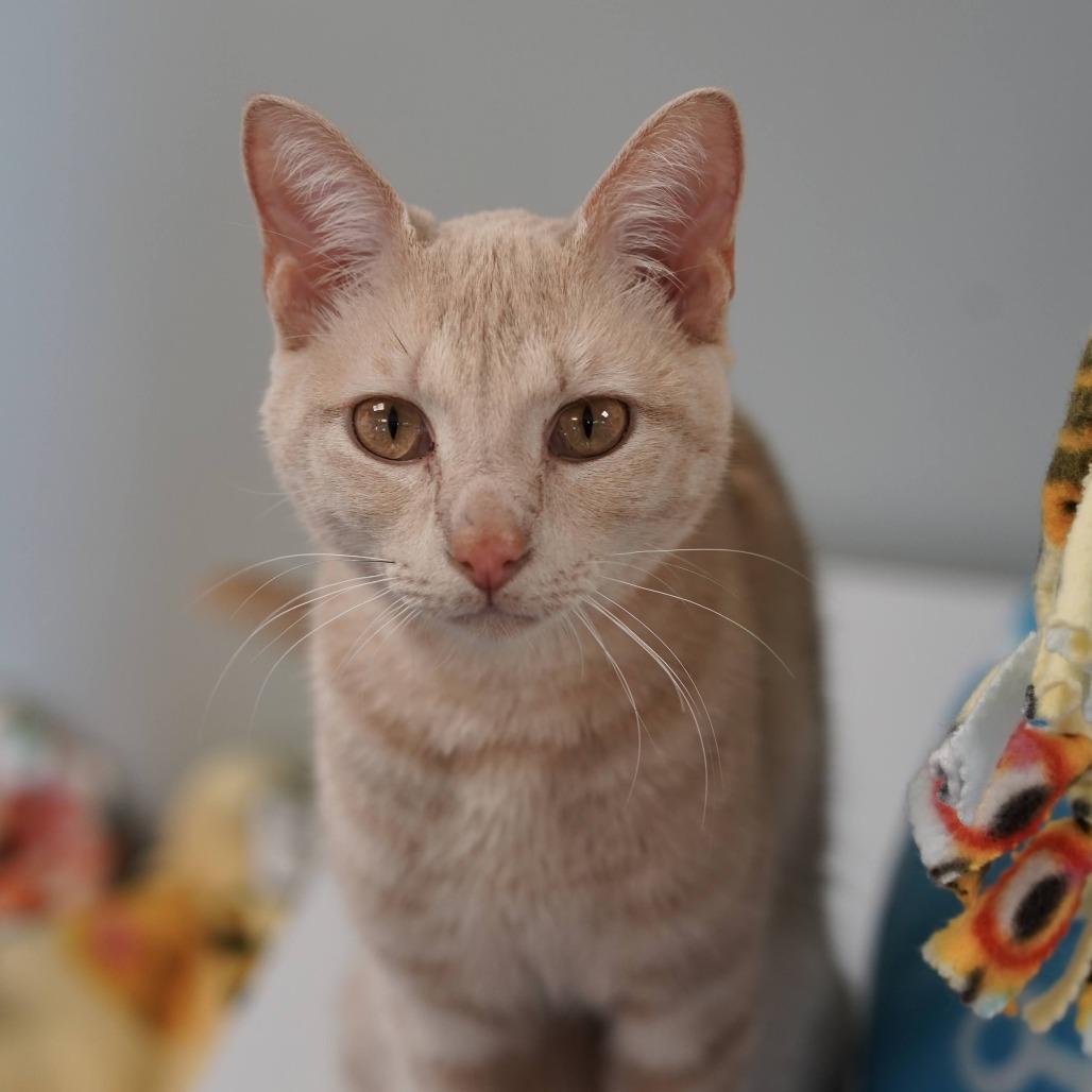 Enlarge Leo, a Adoptable Domestic Short Hair in Naperville, IL image 3/6