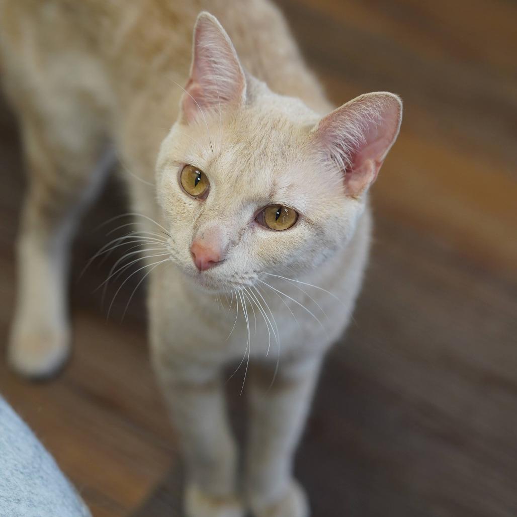 Enlarge Leo, a Adoptable Domestic Short Hair in Naperville, IL image 4/6