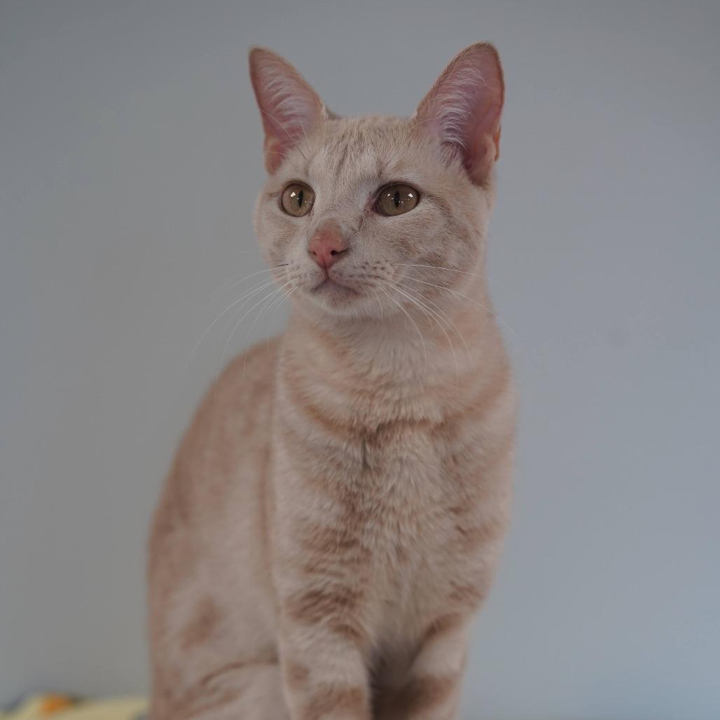 Enlarge Leo, a Adoptable Domestic Short Hair in Naperville, IL image 5/6