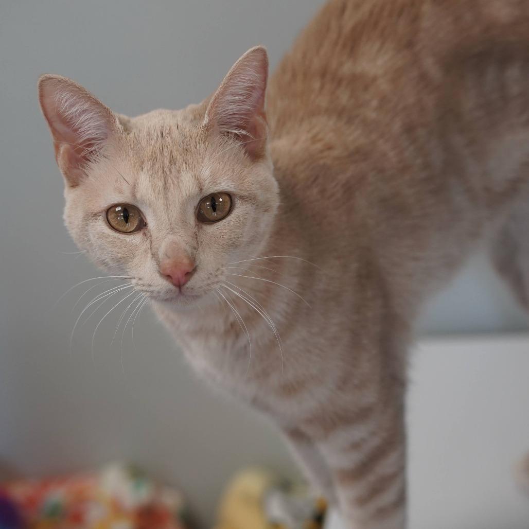 Enlarge Leo, a Adoptable Domestic Short Hair in Naperville, IL image 6/6