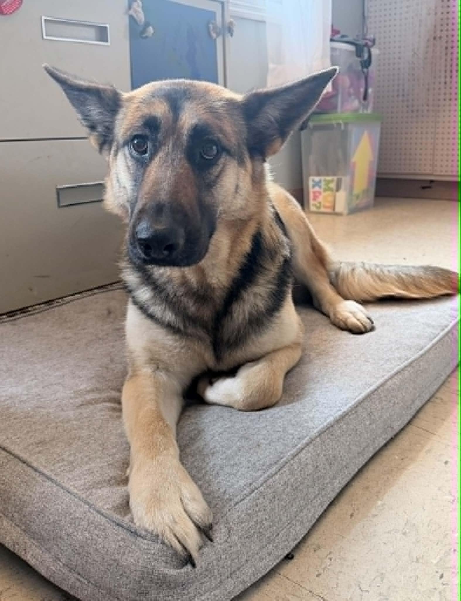 Enlarge Juno, an adopted German Shepherd Dog in Wapakoneta, OH image 2/6