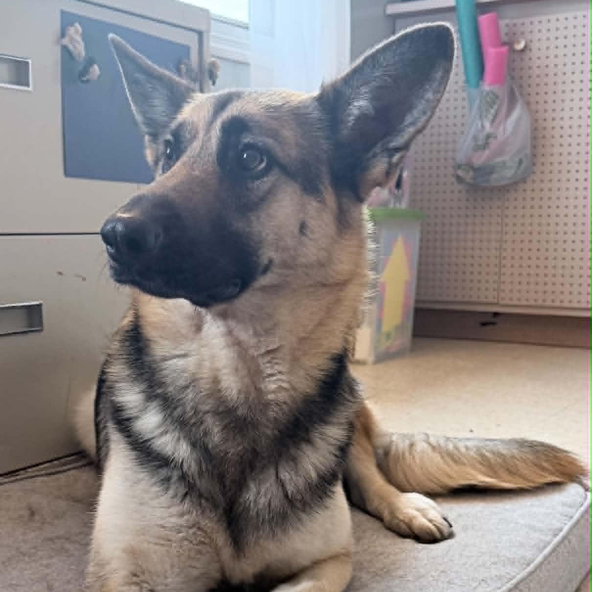 Juno, adopted, Adult Female German Shepherd Dog.
