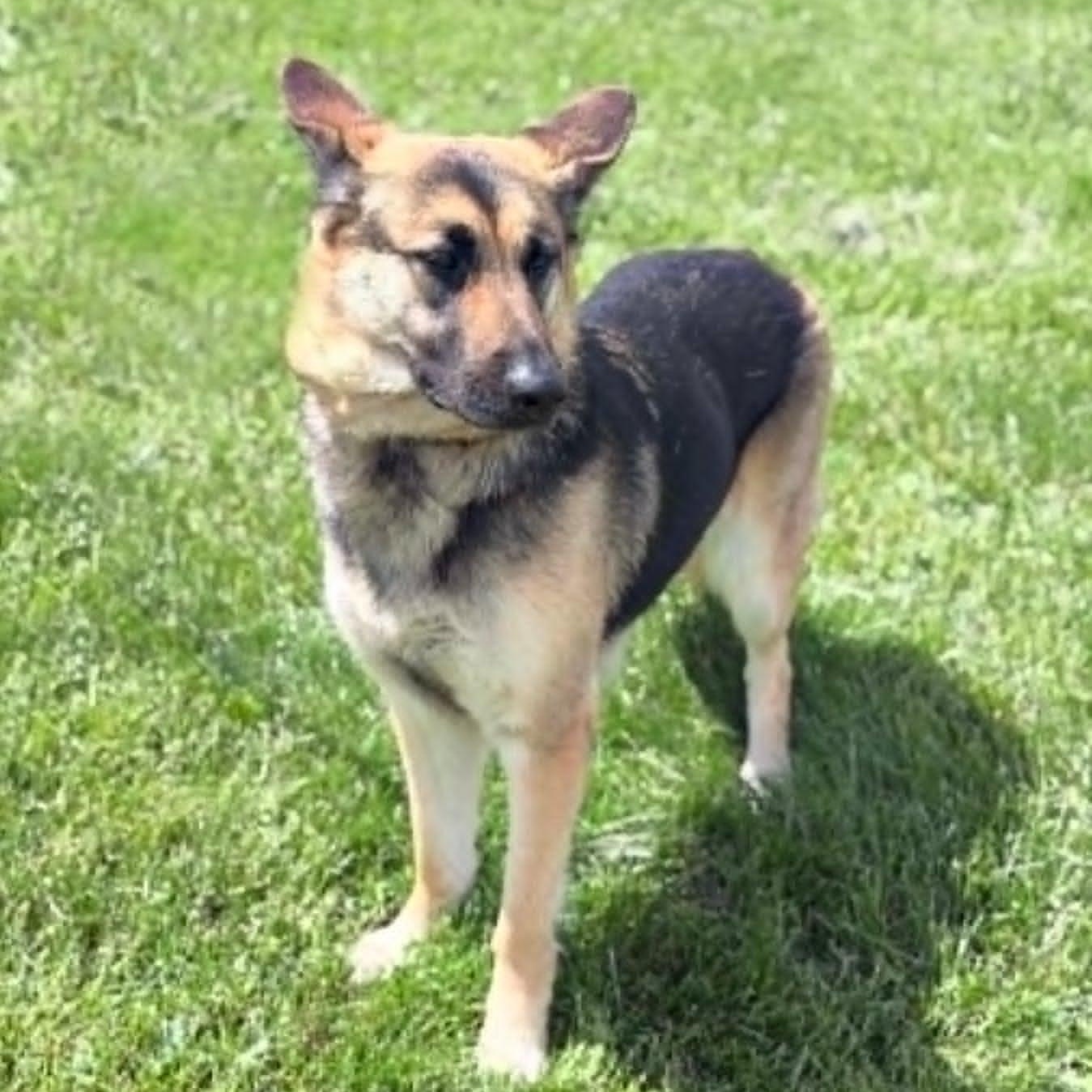 Enlarge Juno, an adopted German Shepherd Dog in Wapakoneta, OH image 3/6