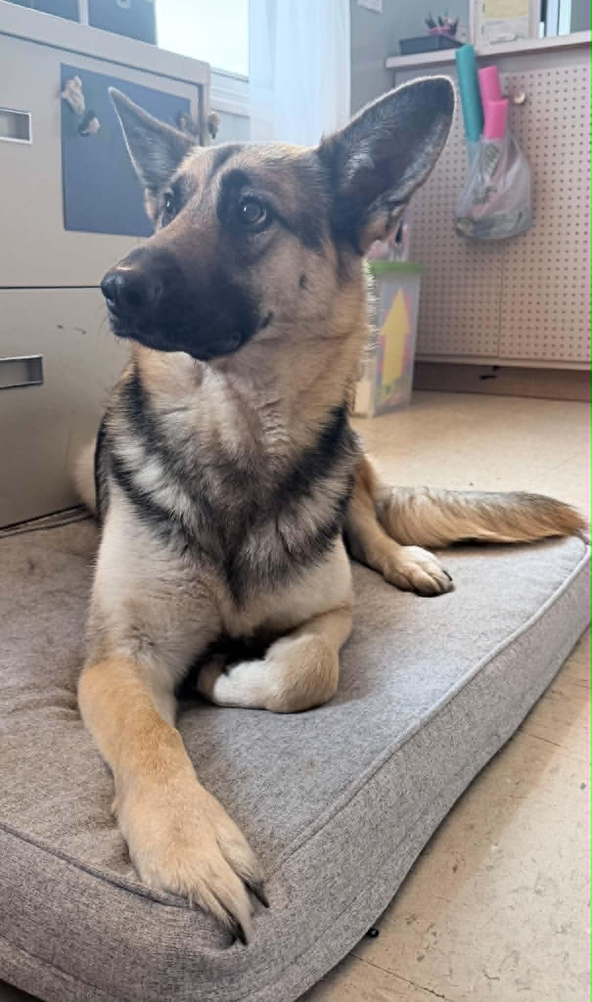 Enlarge Juno, an adopted German Shepherd Dog in Wapakoneta, OH image 6/6
