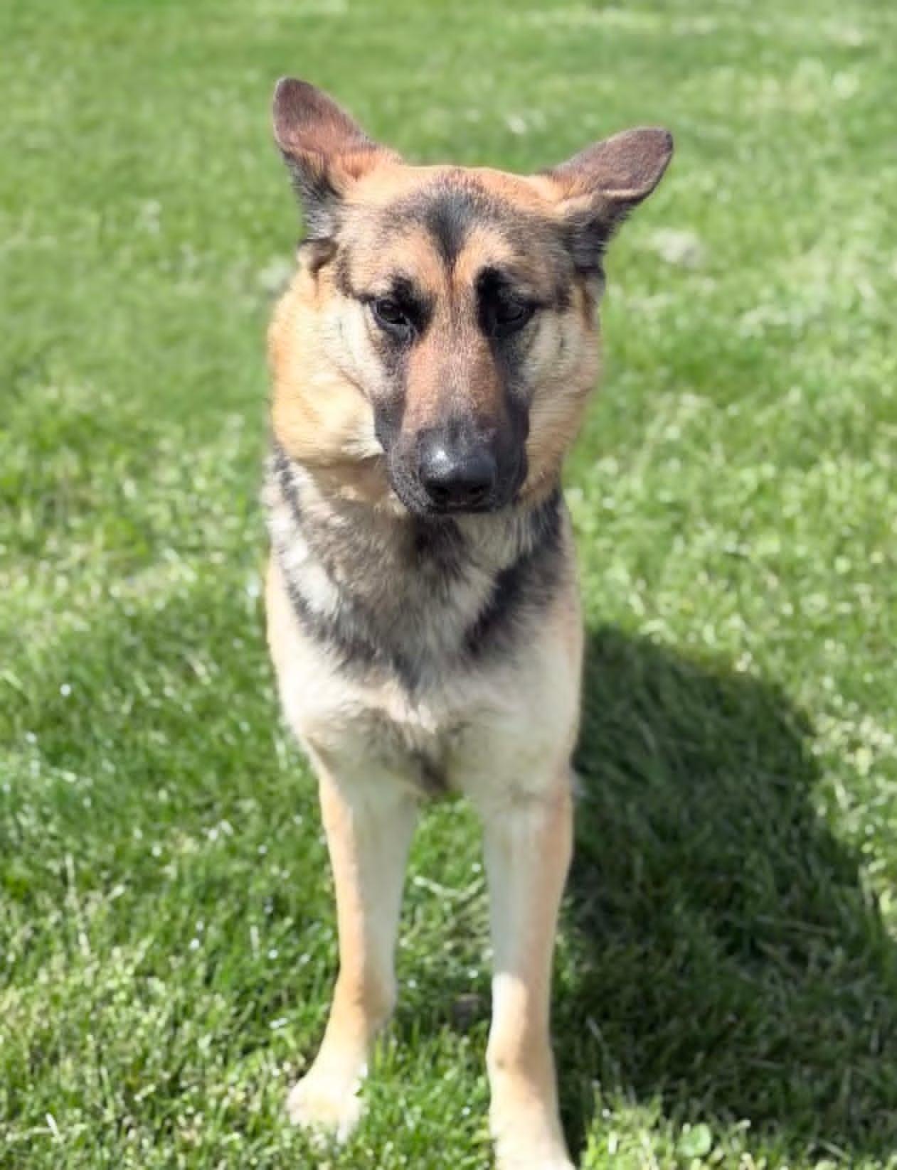 Enlarge Juno, an adopted German Shepherd Dog in Wapakoneta, OH image 5/6