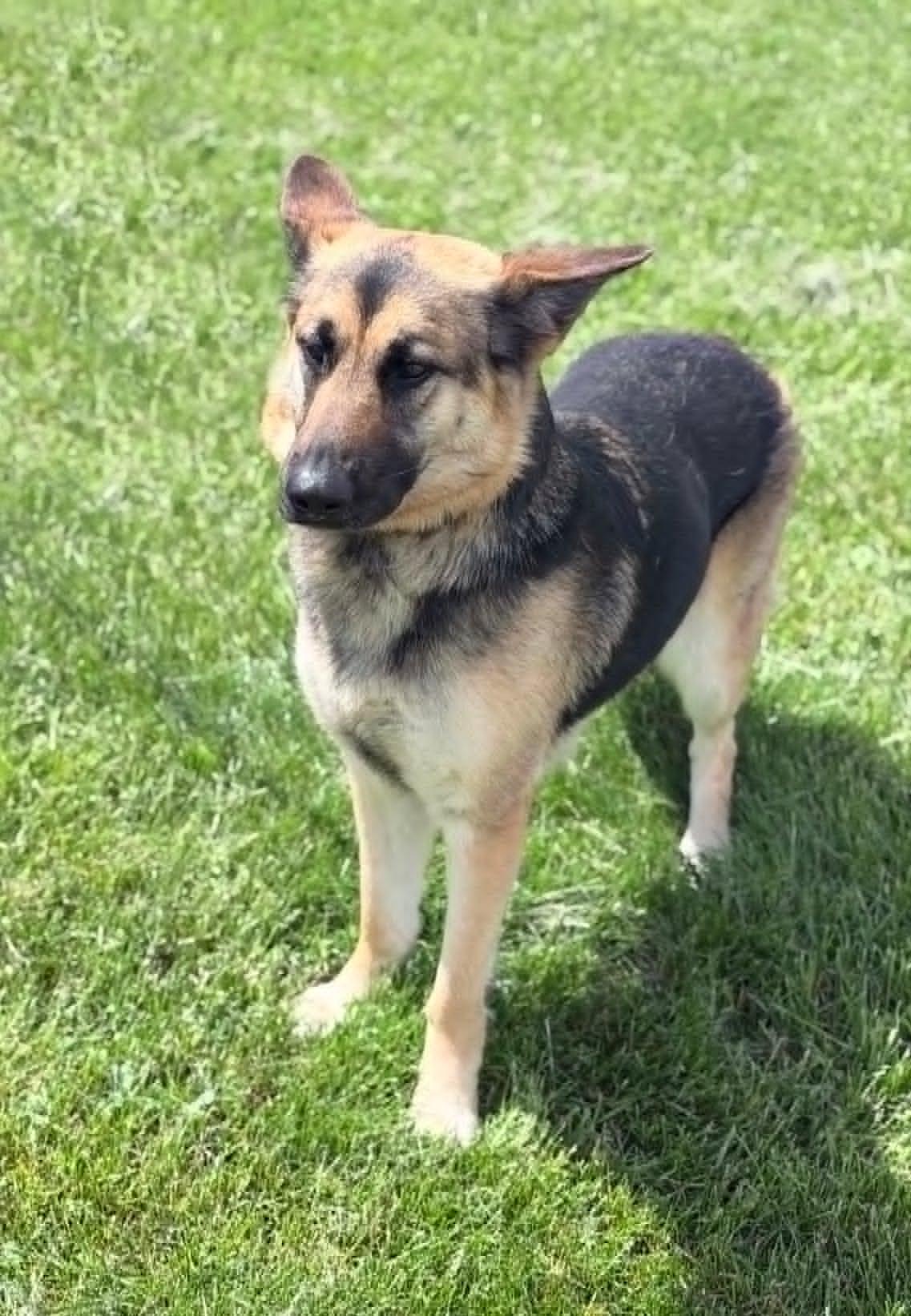 Enlarge Juno, an adopted German Shepherd Dog in Wapakoneta, OH image 4/6