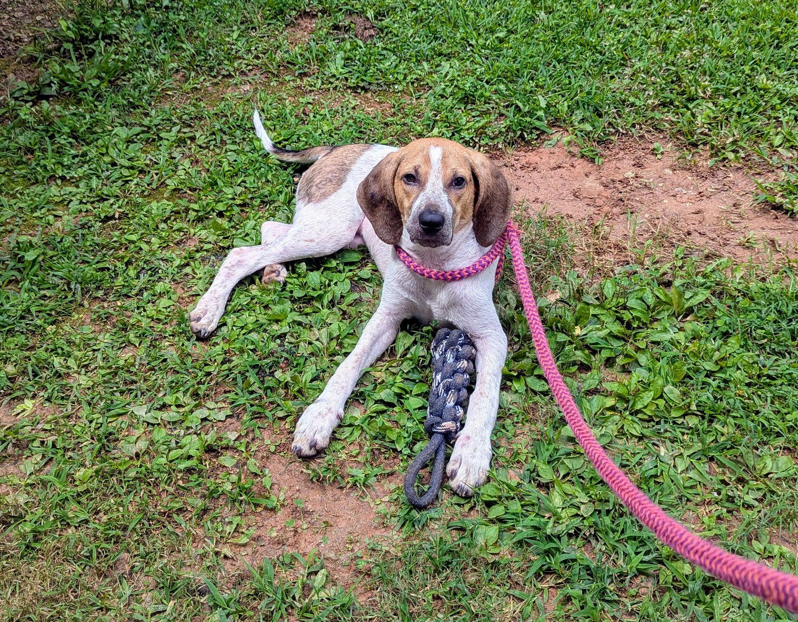 Kennedy, a Adopted Hound in Mc Cormick, SC image 1/3