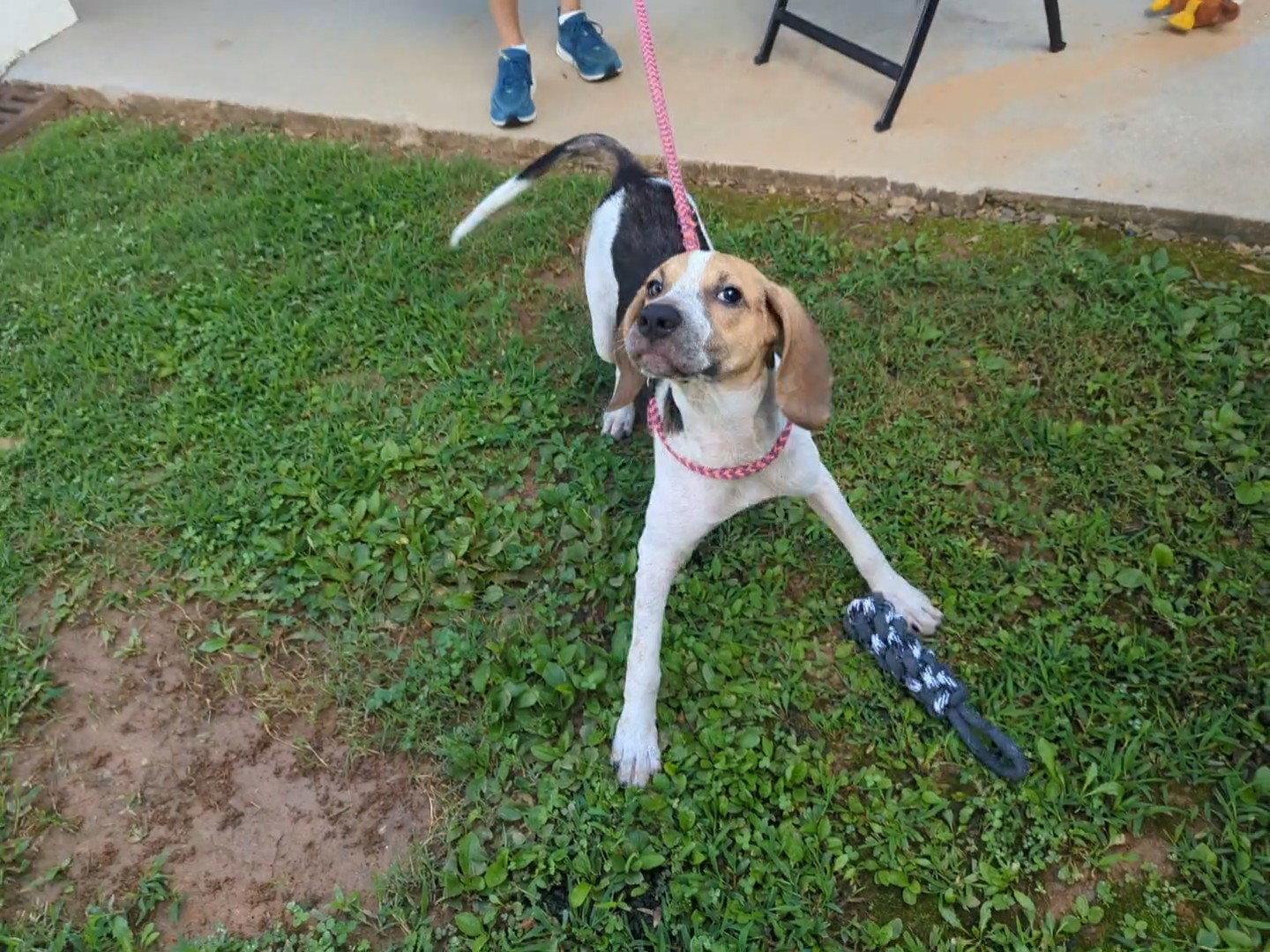 Kennedy, a Adopted Hound in Mc Cormick, SC image 2/3