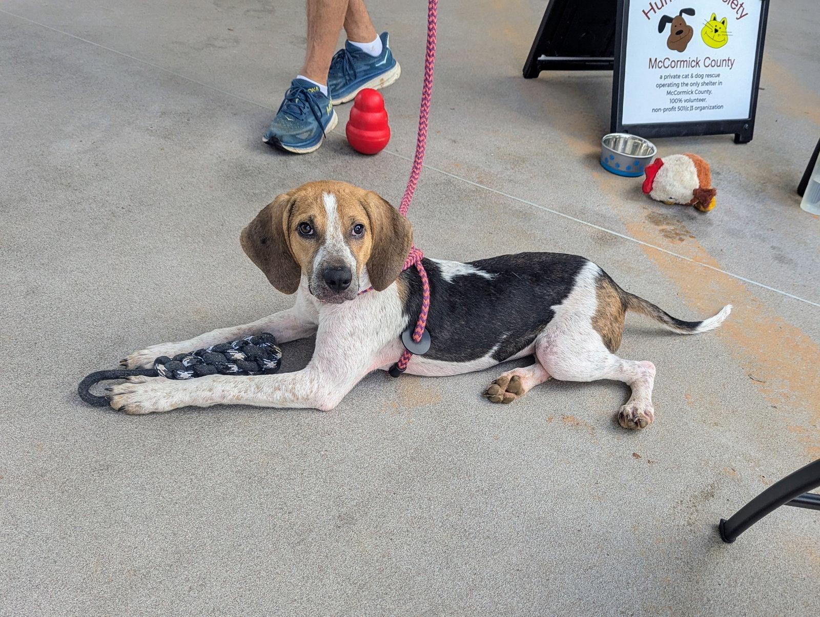 Kennedy, a Adopted Hound in Mc Cormick, SC image 3/3