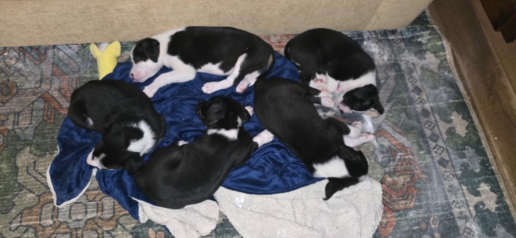 Enlarge Sprite, a Adopted mixed breed in Raleigh, NC image 1/6