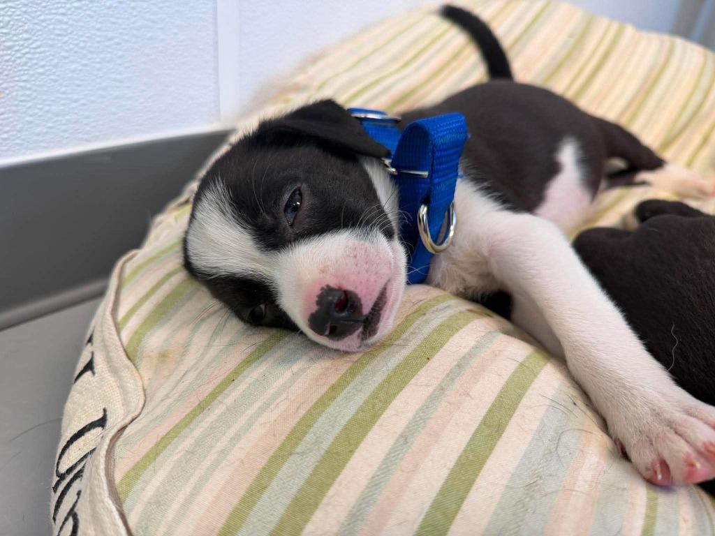 Enlarge Sprite, a Adopted mixed breed in Raleigh, NC image 2/6