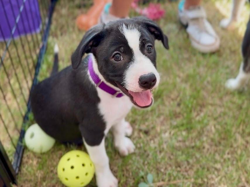 Enlarge Sprite, a Adopted mixed breed in Raleigh, NC image 3/6