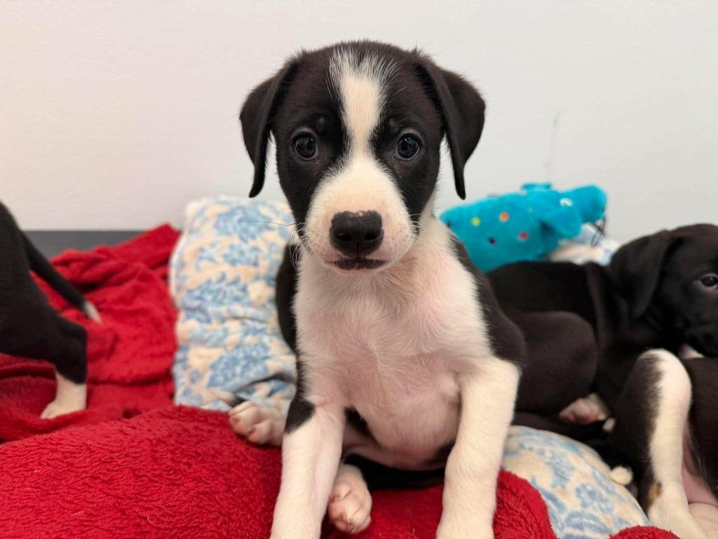 Enlarge Sprite, a Adopted mixed breed in Raleigh, NC image 4/6