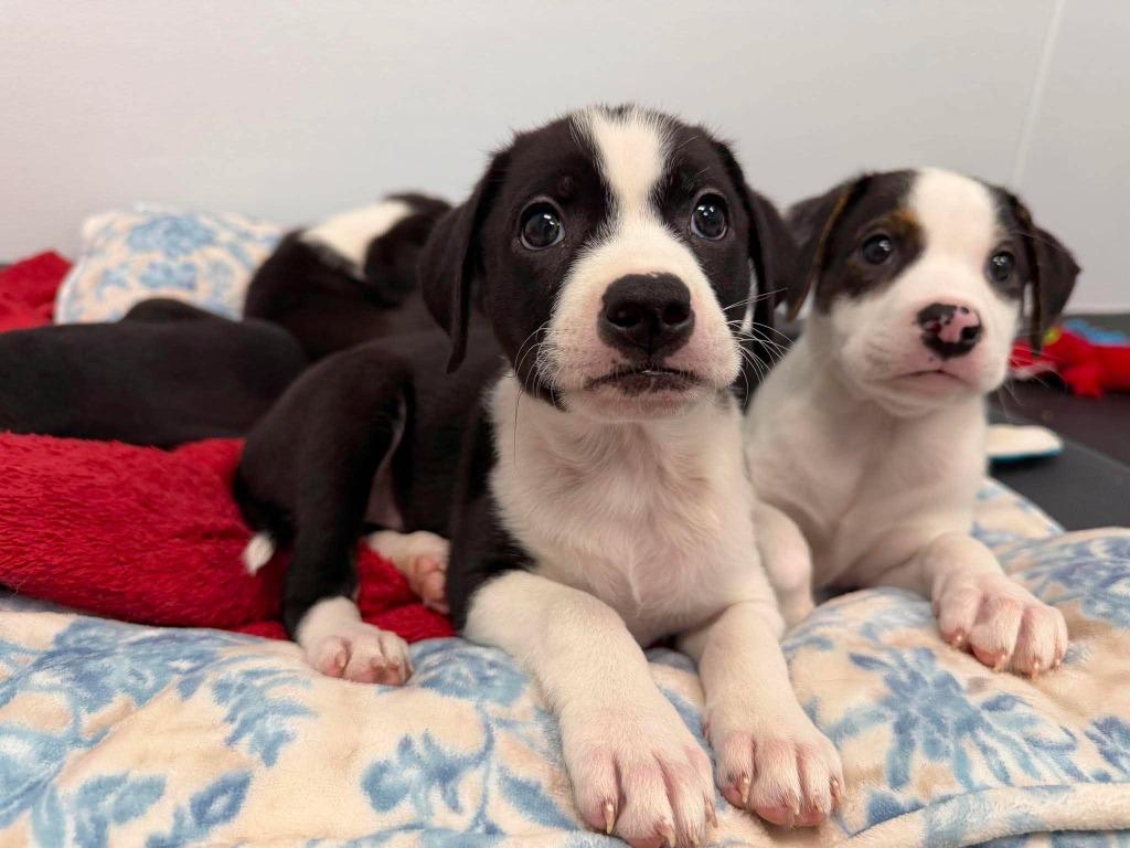 Enlarge Sprite, a Adopted mixed breed in Raleigh, NC image 5/6