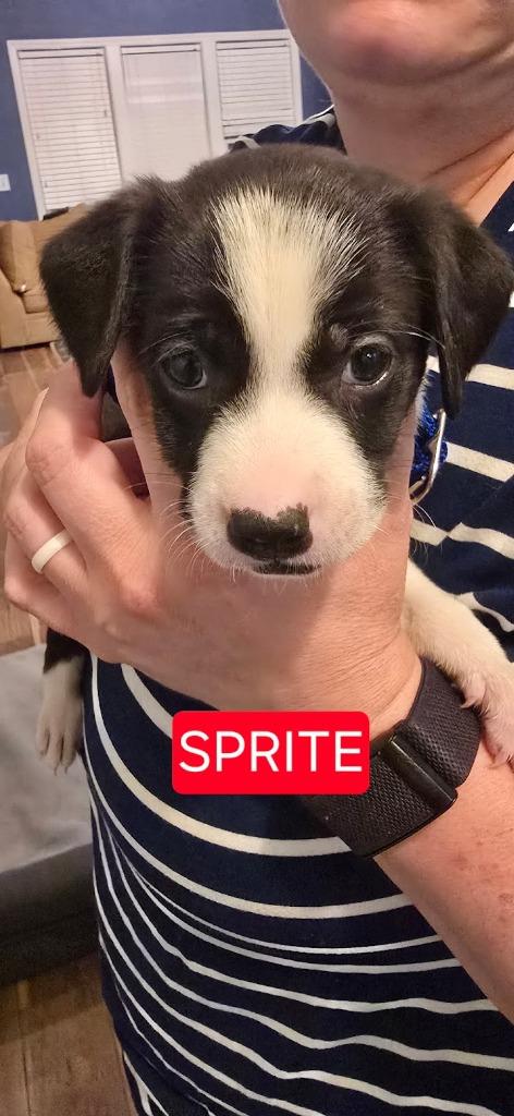 Enlarge Sprite, a Adopted mixed breed in Raleigh, NC image 6/6
