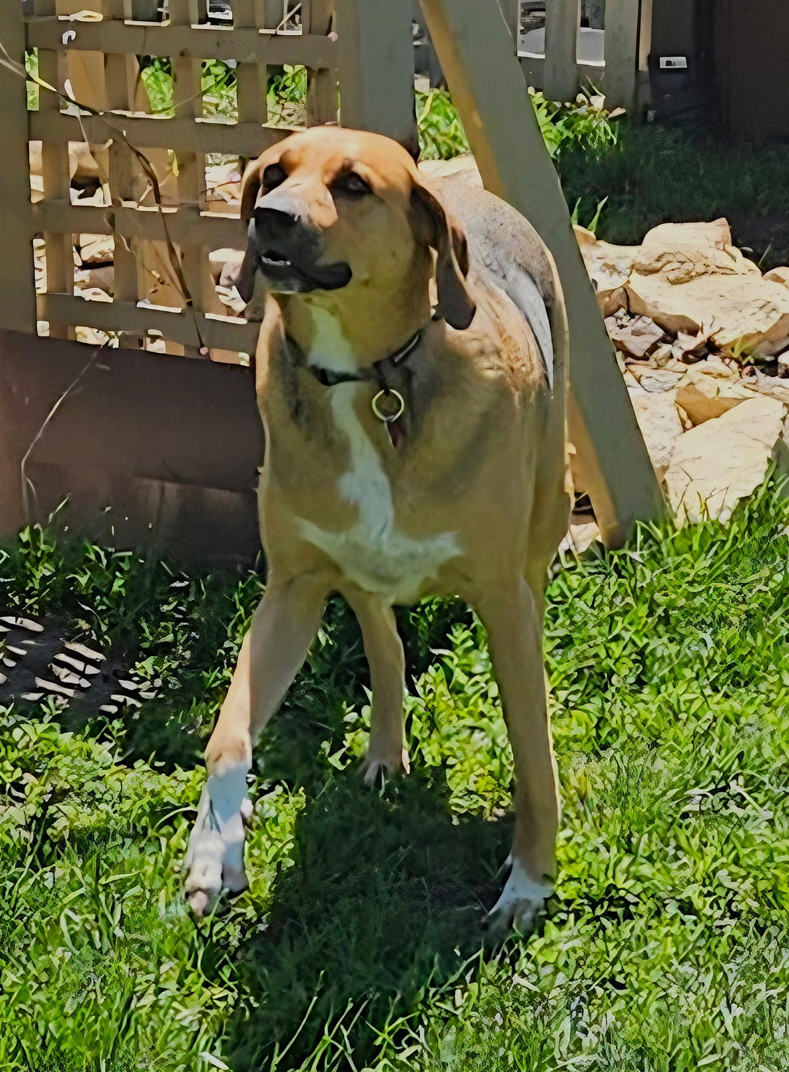 Sadie, a ADOPTABLE mixed breed in Lisbon, IA image 4/6