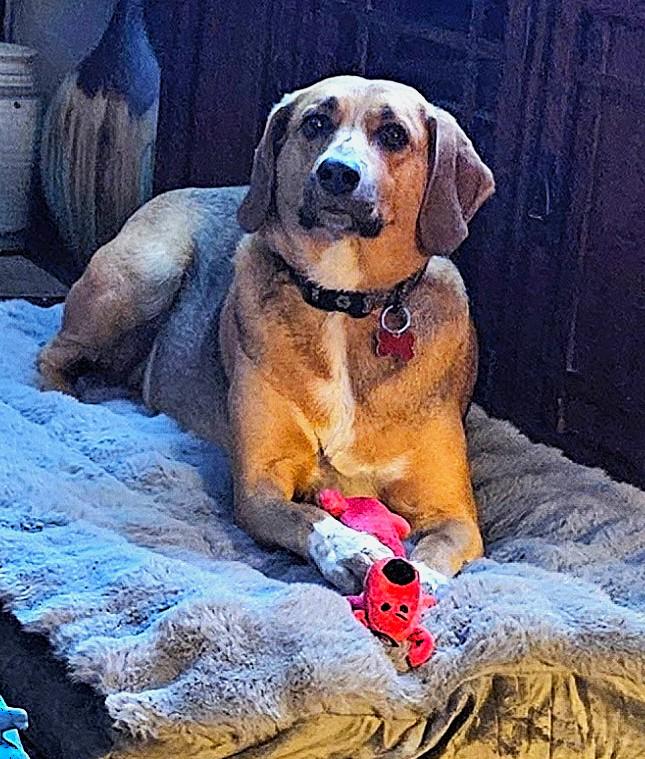 Sadie, a ADOPTABLE mixed breed in Lisbon, IA image 5/6