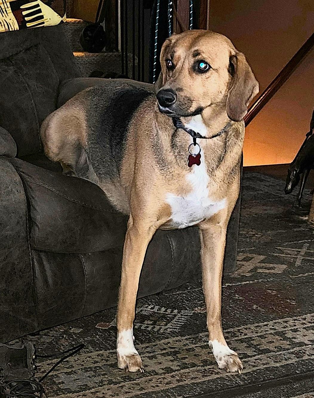 Sadie, ADOPTABLE, Adult Female American Foxhound.