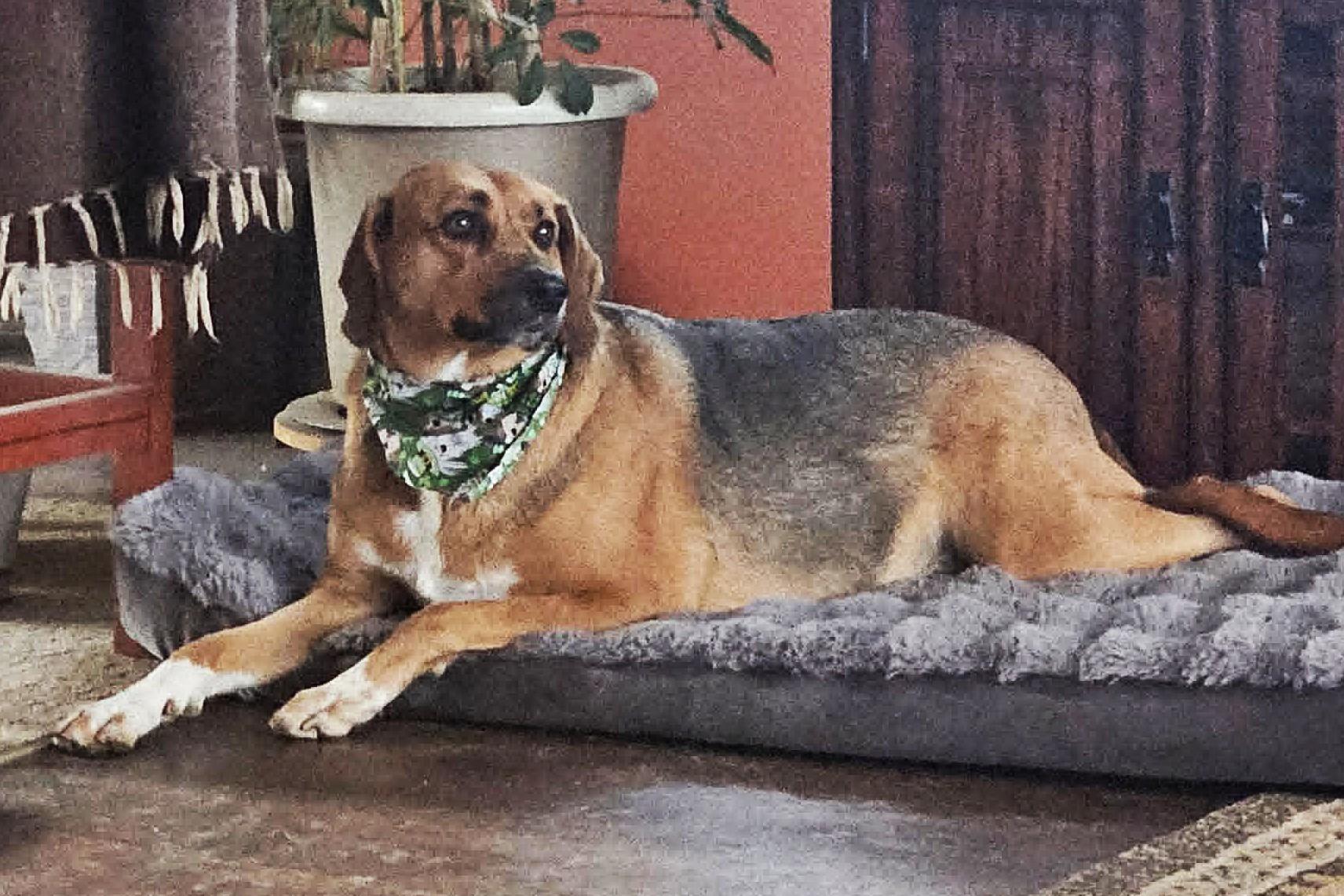 Sadie, a ADOPTABLE mixed breed in Lisbon, IA image 3/6