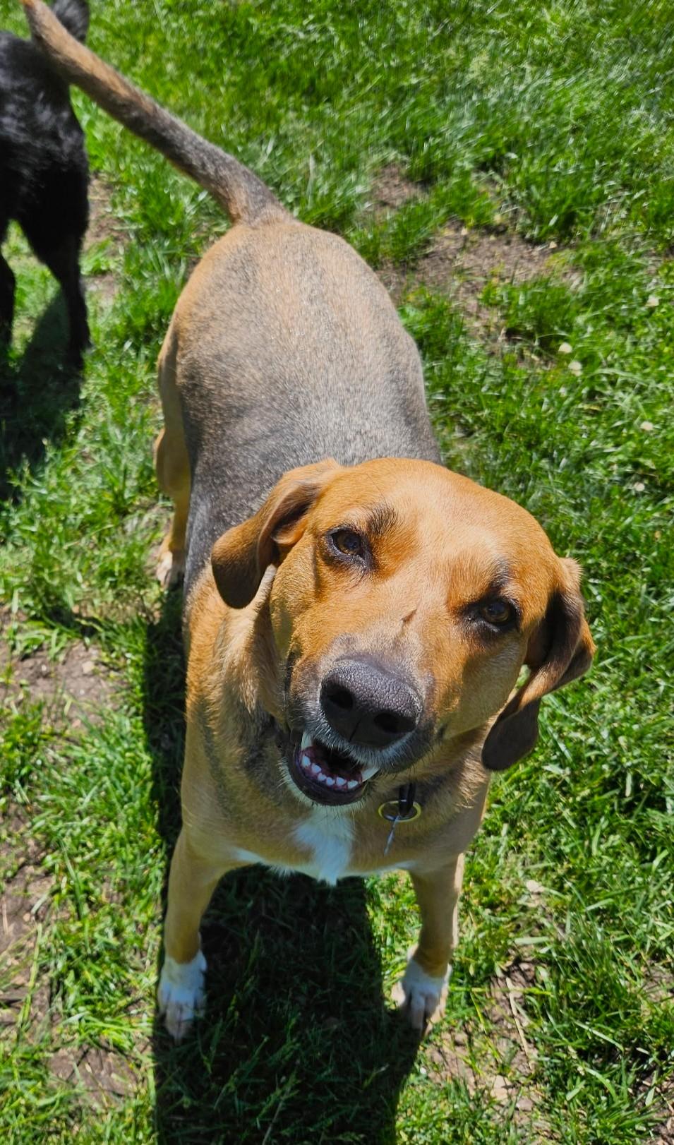 Sadie, a ADOPTABLE mixed breed in Lisbon, IA image 6/6