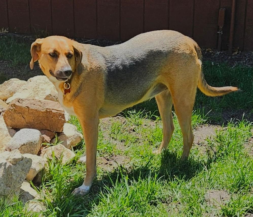 Sadie, a ADOPTABLE mixed breed in Lisbon, IA image 2/6