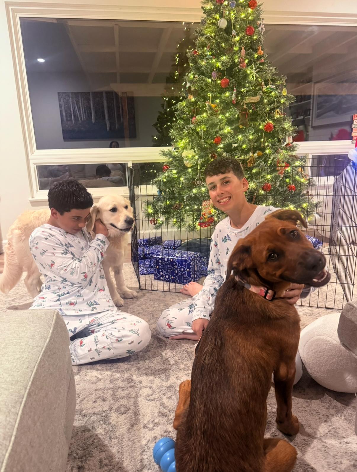 Moka, Adoptable, Adult Female Rottweiler & Australian Shepherd.